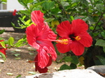 27910 Red hibiscus flowers.jpg